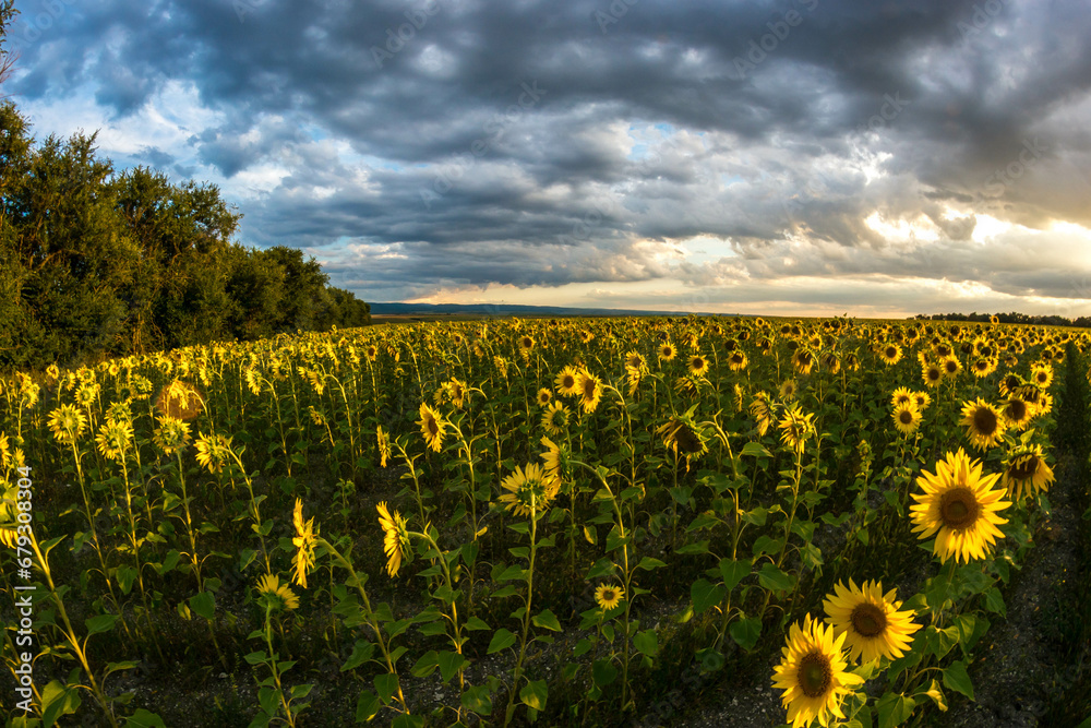 Obraz premium sunflowers