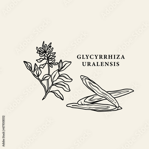 Line art Chinese liquorice or Glycyrrhiza uralensis illustration	
 photo