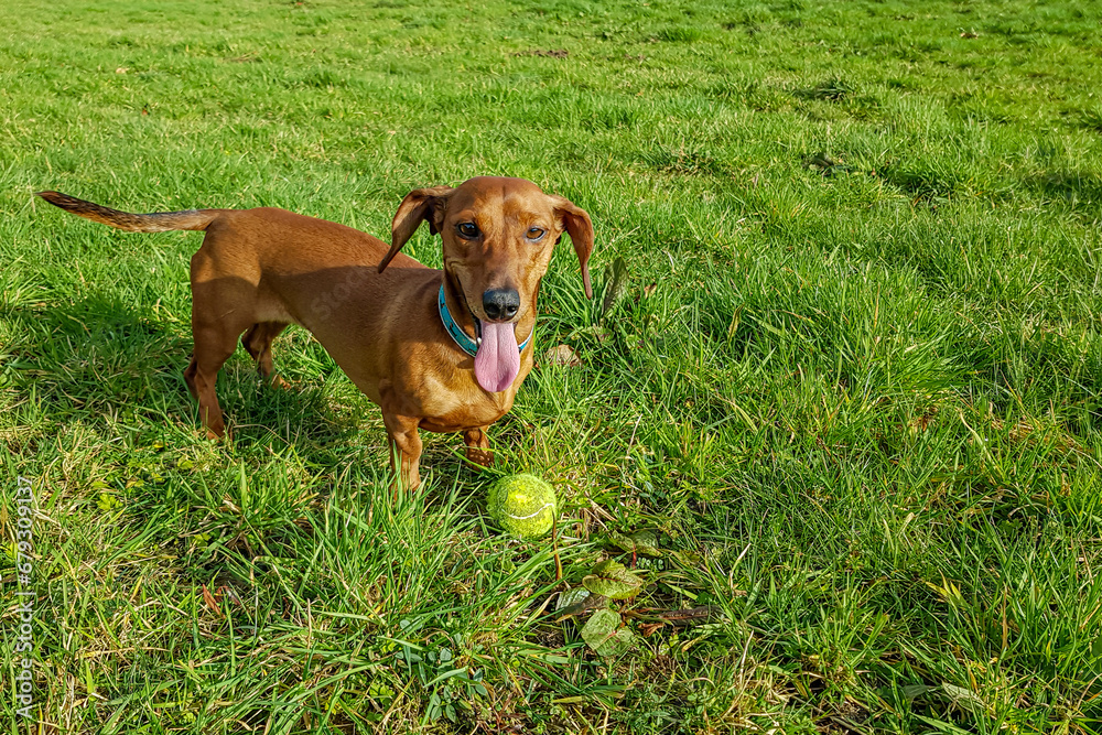 Short-haired brown dachshund next to his yellow ball on green grass as background, tired, panting with his tongue out after playing, long open snout, floppy ears and elongated body, sunny day