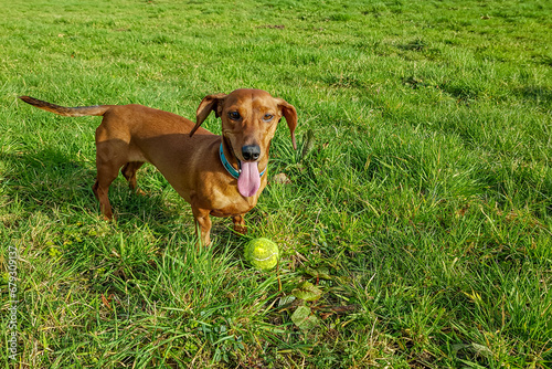 Short-haired brown dachshund next to his yellow ball on green grass as background, tired, panting with his tongue out after playing, long open snout, floppy ears and elongated body, sunny day