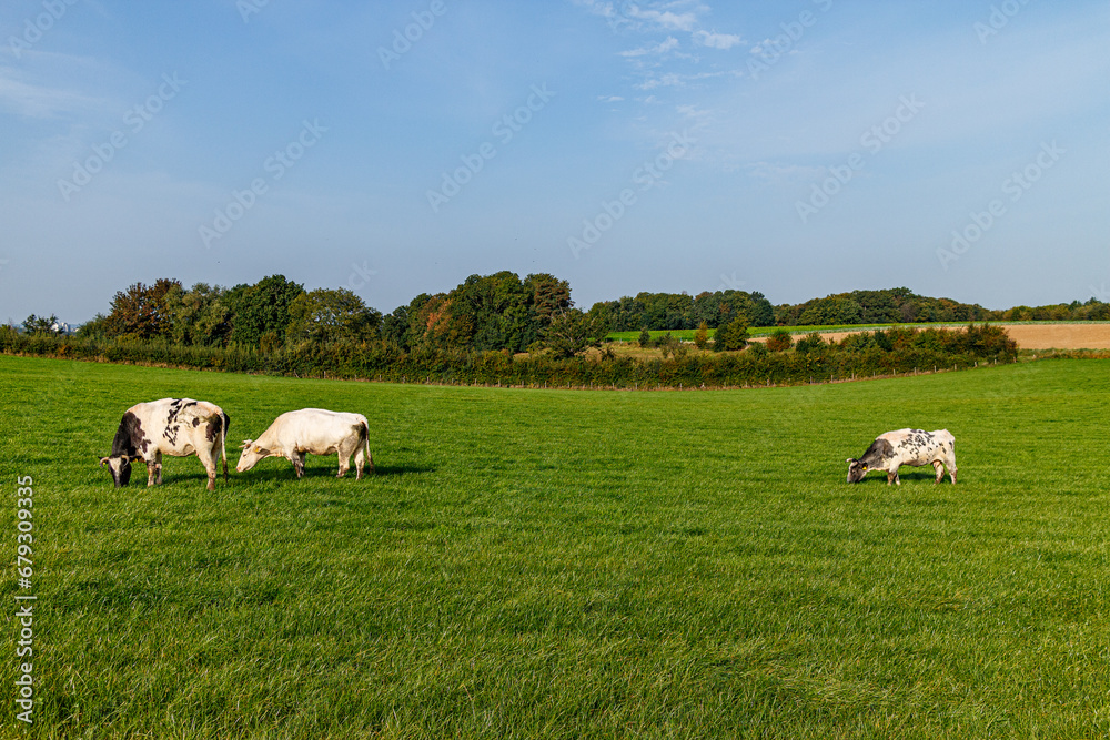 Agricultural livestock landscape with cows calmly grazing on green grass, white fur with black spots, autumn trees in background against blue sky, sunny day in Sweikhuizen, South Limburg, Netherlands