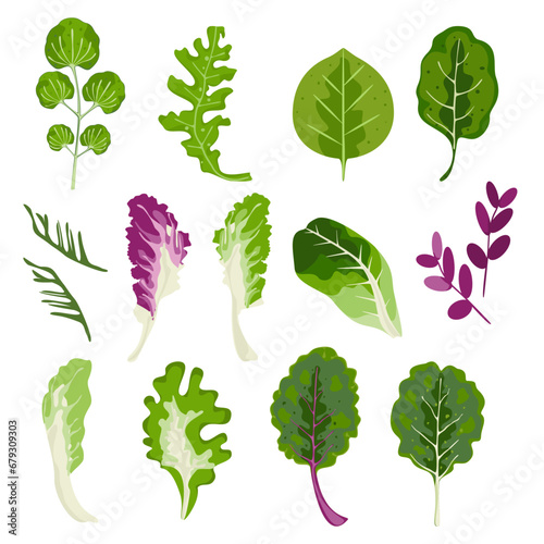 Set of vector vegetable salad, leafy vegetables Organic vegetarian food, and healthy food. Salad icon. We isolated vector illustrations on a white background.