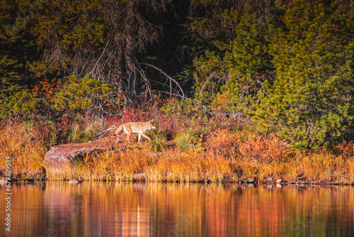 Coyote in Fall 