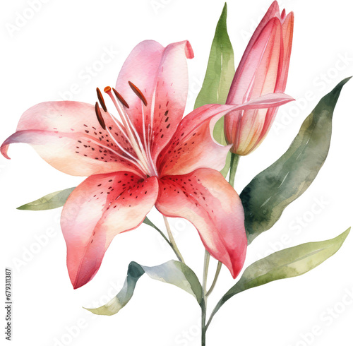 Oriental lilies. Pink lily flowers and buds. Hand drawn watercolor bouquet. Artistic illustration on a white background