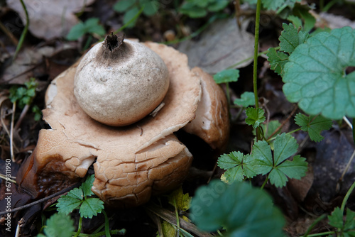 Closeup on the odd shaped collared,, saucered or triple earthstar mushroom, Geastrum triplex on the forest floor photo