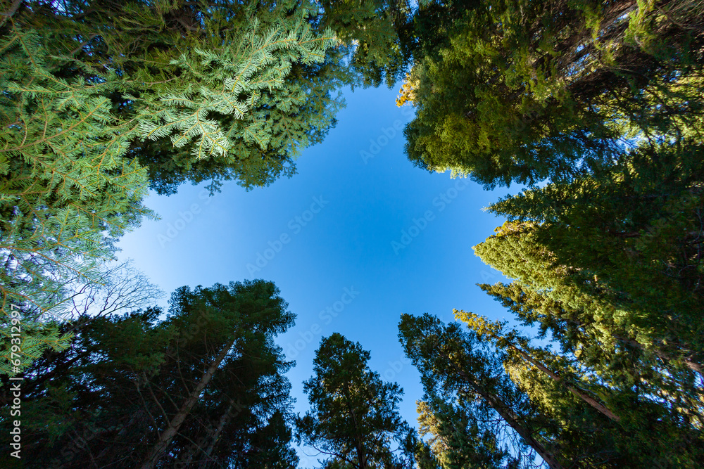 Fototapeta premium Giant Sequoia trees in Sequoia National Park, California