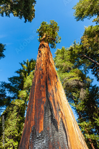Giant Sequoia trees in Sequoia National Park, California