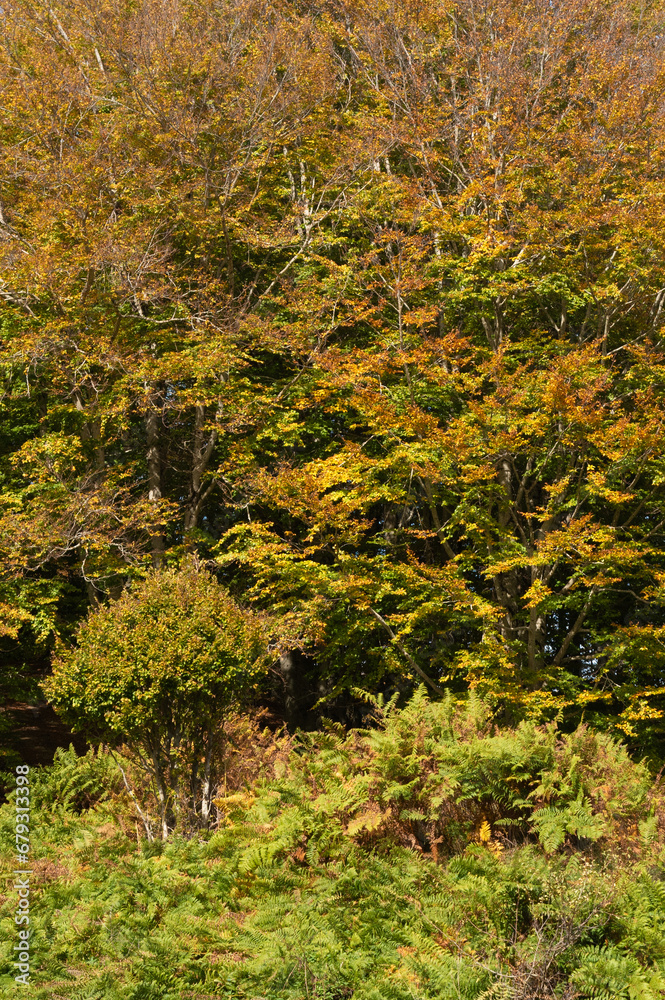 Autumn forest trees. Trees in fall season. Tranquil scenery. Nature background