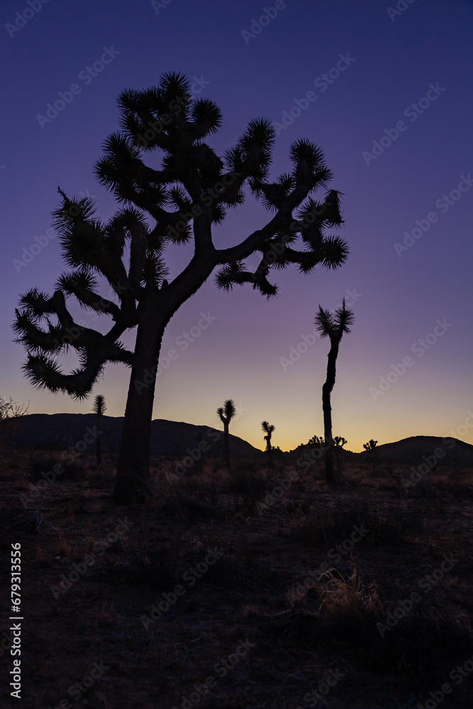 Joshua tree silhouette at sunset, Yucca Brevifolia Mojave Desert Joshua Tree National Park California