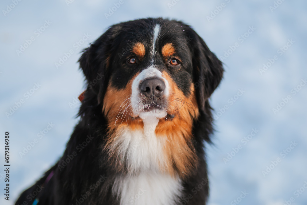 Bernese Mountain Dog in winter in the forest against a background of snow.