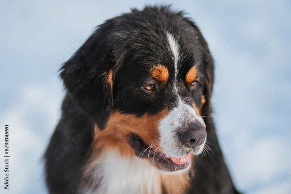 Bernese Mountain Dog in winter in the forest against a background of snow.