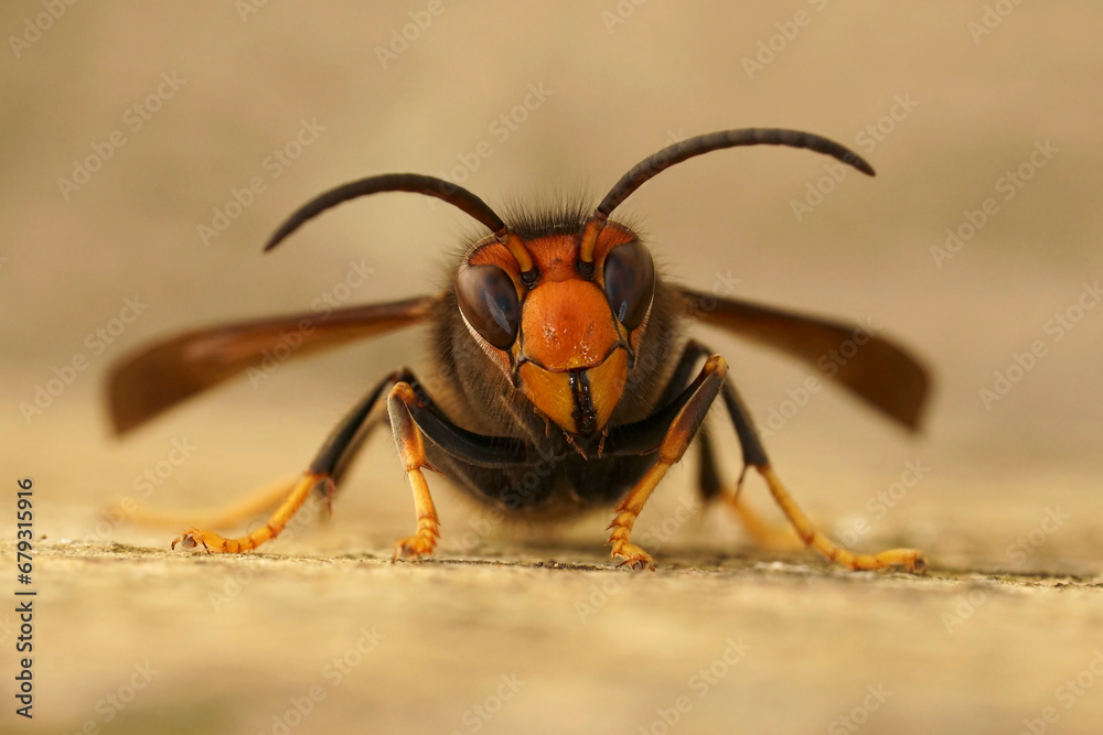 Fototapeta premium Closeup on a worker of the invasive Asian hornet pest species, Vespa velutina, a major threat for beekeeping
