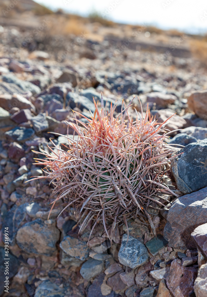Fototapeta premium Many-headed Barrel Cactus (Echinocactus polycephalus), in the Mountains, Arizona, Death Valley
