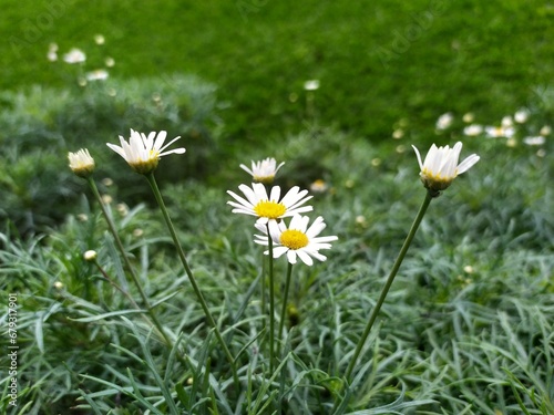 daisies in the grass  small white flower in the grass