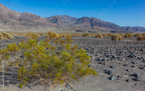 Desert vegetation, USA, California, Death Valley National Park
