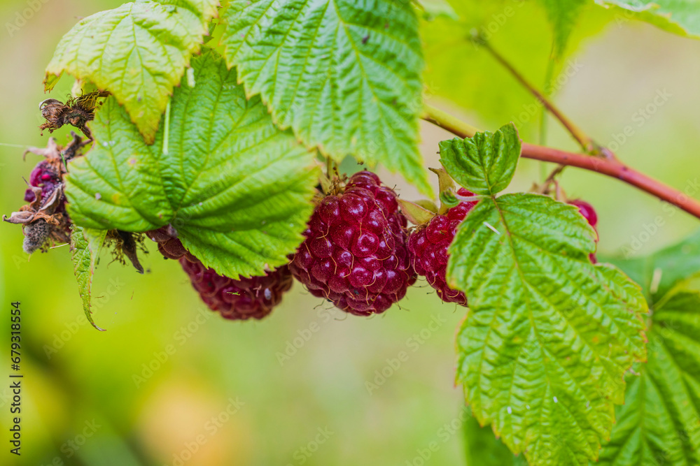 Macro view of bush with autumn raspberries, vibrant red berries in garden. Macro view of bush with autumn raspberries, vibrant red berries in garden.