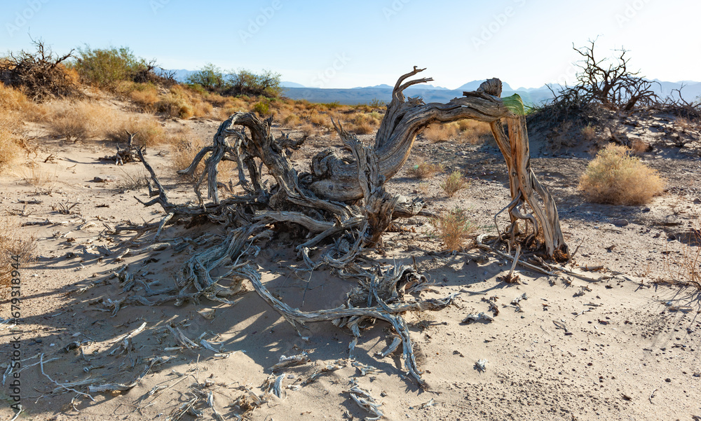 Dry dead trees and desert vegetation in a dry valley, Death Valley NP Dry dead trees and desert vegetation in a dry valley, Death Valley NP