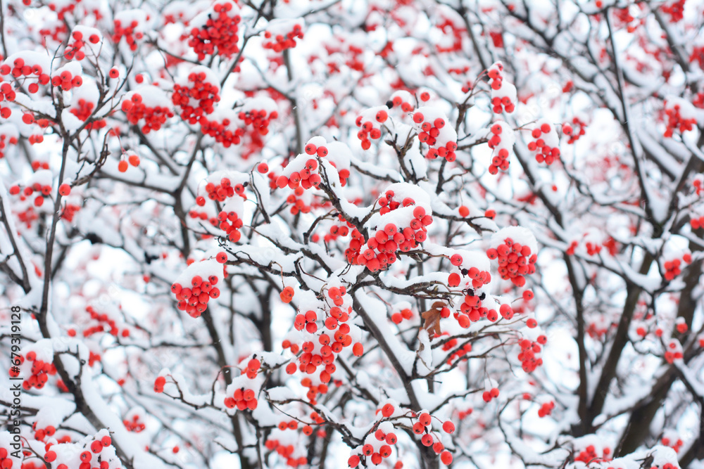 Red Rowan Berries Covered Snow. Branches of a rowan tree with ripe red berries in the snow. Red Rowan Berries Covered Snow. Branches of a rowan tree with ripe red berries in the snow.