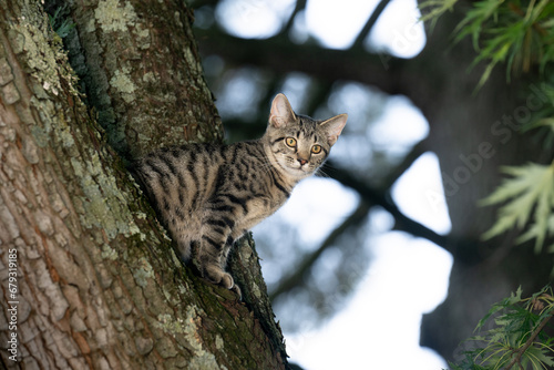 Tabby cat sitting in a tree