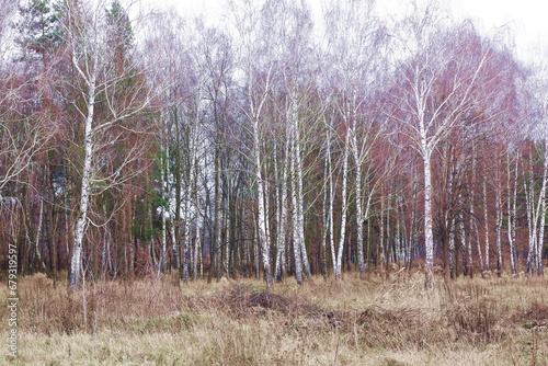 Beautiful birch trees in autumn