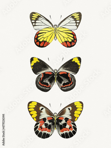 Wallpaper Mural Colorful butterfly illustration Torontodigital.ca