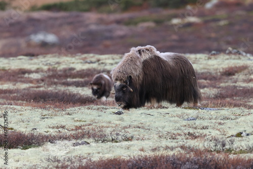 Musk ox in autumn Dovrefjell National Park Norway photo