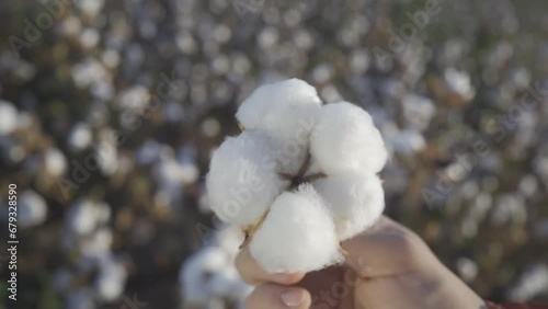 a boll of cotton spins in the hand against the background of a cotton field