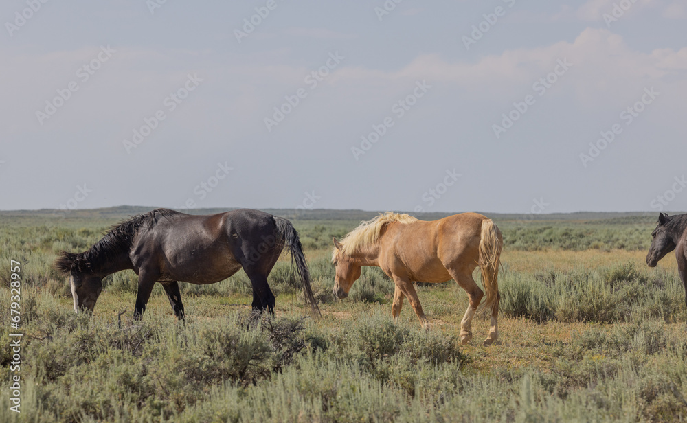 Wild Horses in Summer in Wyoming