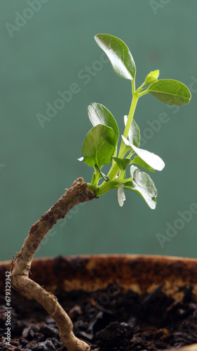 small bonsai.
