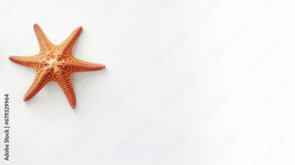 starfish on a white background with space for text. starfish on a white background with space for text.