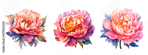Watercolor illustration peony flowers isolated blossom