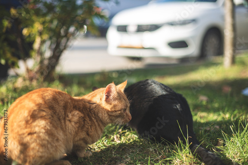 STREET CAT ON GREEN GRASS