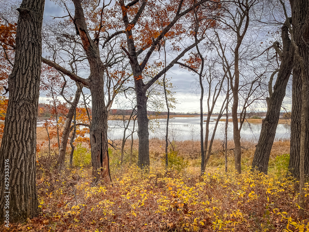 A lake visible through tree trunks in the autumn with cloudy skies and yellow leaves on the ground. 