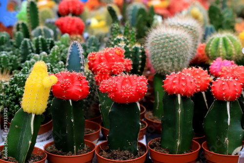 Beautiful Red, yellow, Green Gymnocalycium mihanovichii grafted cactus on pot in garden, shop, flower supermarket. Round cactus - plant for home, interior photo