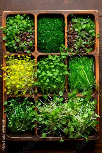 Various microgreens in containers. Generative AI,