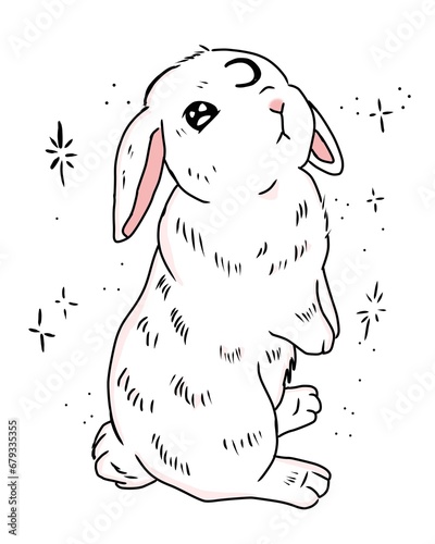 drawing illustration of cute holland lop bunny on white  photo