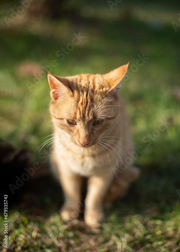 STREET CAT ON GREEN GRASS