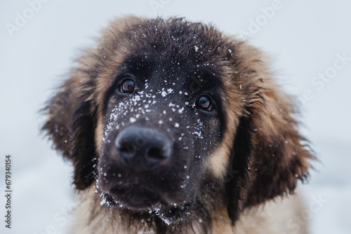 One small Leonberger puppy walks in the snow in winter. photo