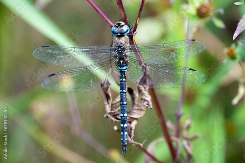 beautiful big dragonfly (Aeshna mixta) sitting on a green background