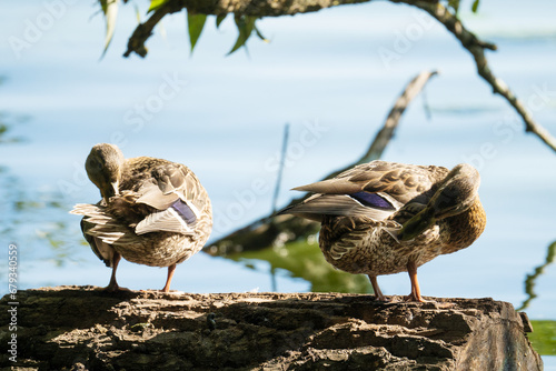 Two mallard ducks cleaning their plumage on a log in a pond photo