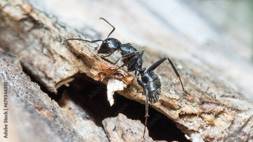 ant on wood