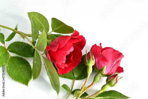 Two red roses with buds on a white background.