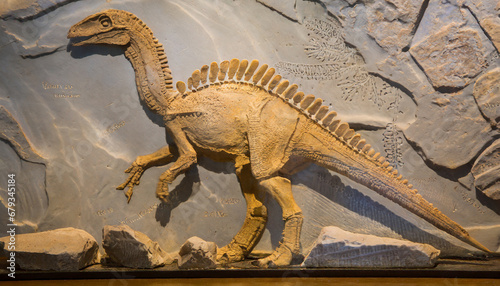fossil of dinosaur coelophysis bauri © RichieS