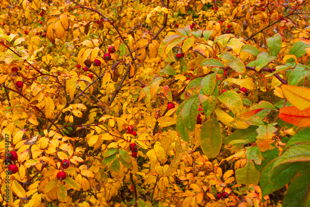 liście, listowie, owoc, gałąź, drzewo, roślina, jagoda, liść, zieleń, natura, gałązka, pora roku, rolnictwo, ogród, zbliżenie, naturalny, tło, jedzenie, organiczne, liście, listowie, owoc, gałąź, drzewo, roślina, jagoda, liść, zieleń, natura, gałązka, pora roku, rolnictwo, ogród, zbliżenie, naturalny, tło, jedzenie, organiczne,