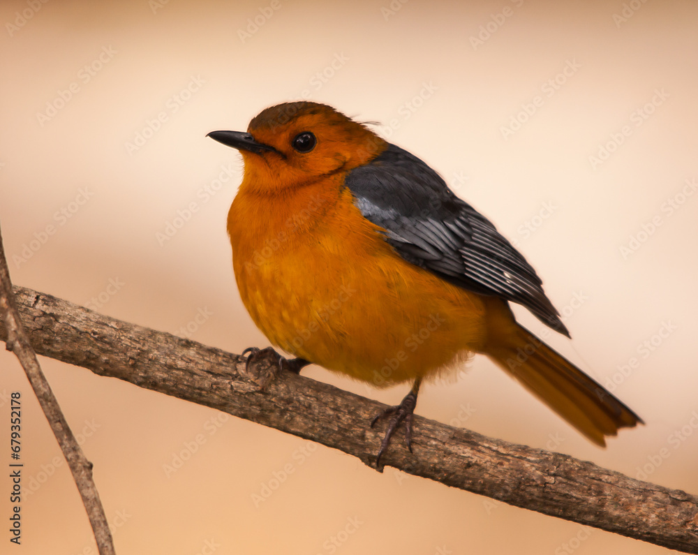 Fototapeta premium Red-capped Robin-Chat 3503