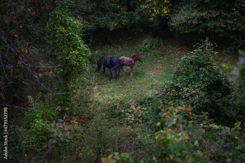 Horses in a clearing in the dense forest.