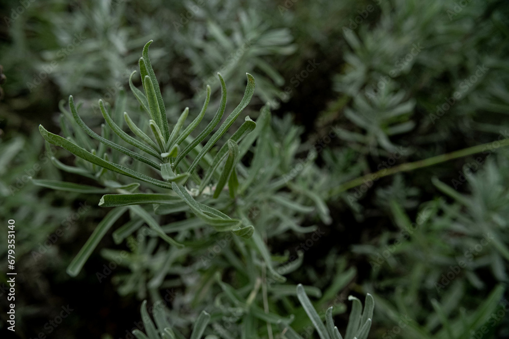 grass with dew grass with dew