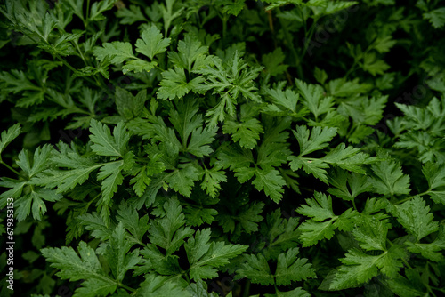 Organic cultivation in the garden - full frame background of green parsley leaves in close-up.