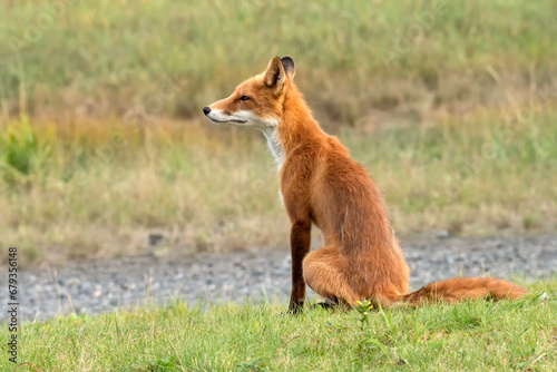 Red fox (Vulpes vulpes) watching; Lake Clark NP; Alaska