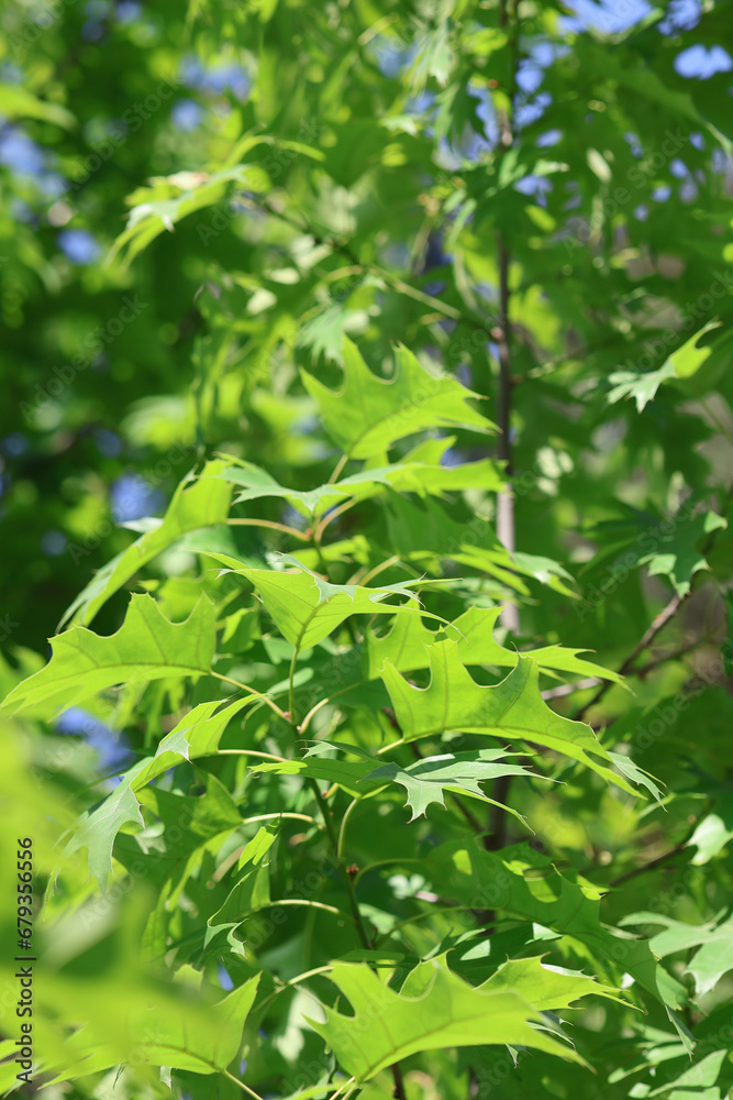 Branch with carved leaves of Oak Shumard, oak spotted, oak Shnek . Shumard Oak leafs.
Branch with carved leaves of Oak Shumard, oak spotted, oak Shnek . Shumard Oak leafs.